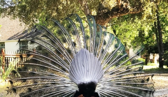 22 fotos interesantes sobre nuestro mundo diverso, que será una sorpresa para muchos 22 fotos interesantes sobre nuestro mundo diverso, que será una sorpresa para muchos