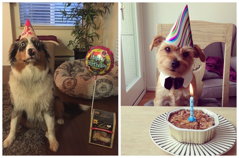 22 fotos lindas de perros en su cumpleaños que te divertirán