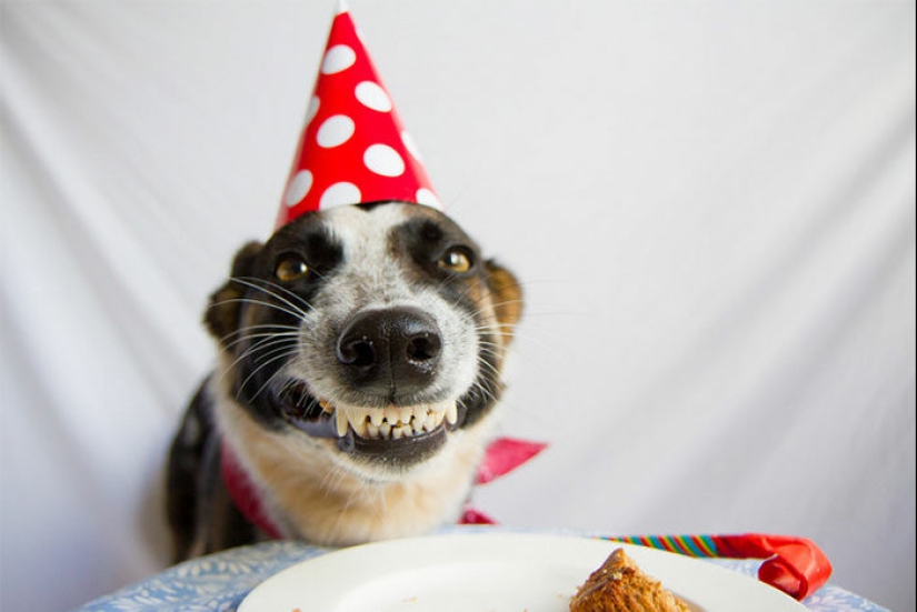 22 fotos lindas de perros en su cumpleaños que te divertirán