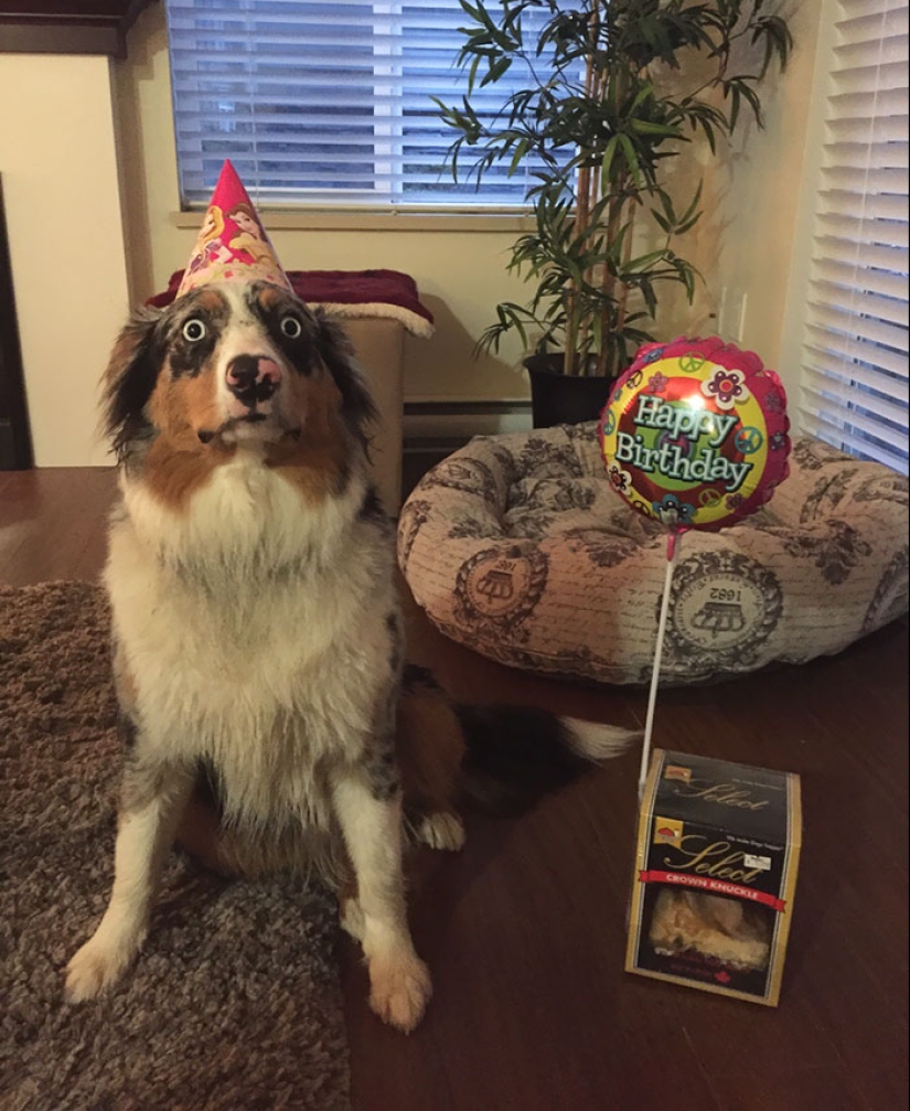 22 fotos lindas de perros en su cumpleaños que te divertirán