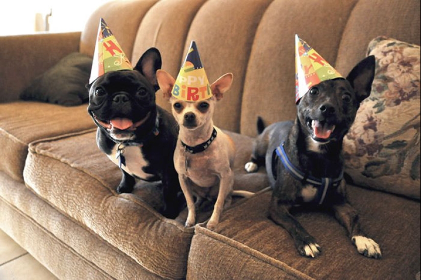 22 fotos lindas de perros en su cumpleaños que te divertirán