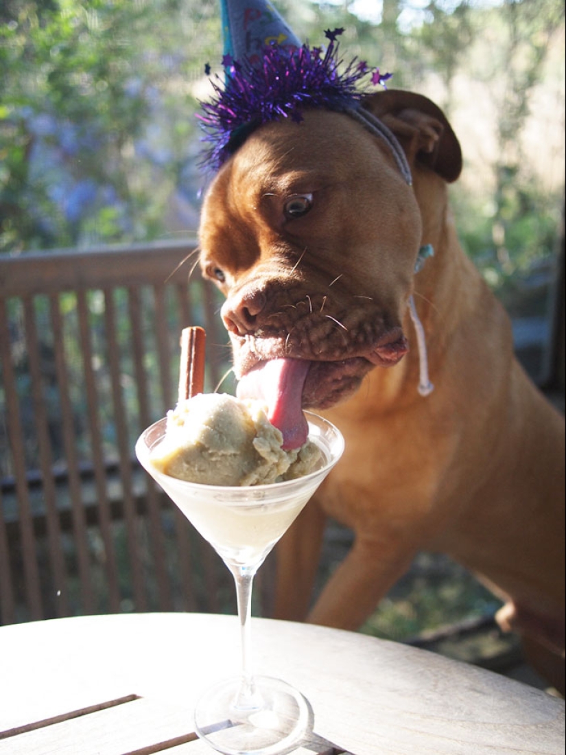 22 fotos lindas de perros en su cumpleaños que te divertirán
