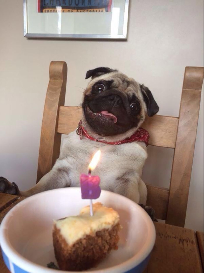 22 fotos lindas de perros en su cumpleaños que te divertirán