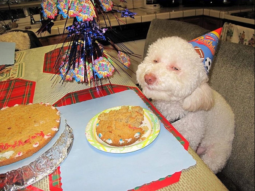 22 fotos lindas de perros en su cumpleaños que te divertirán