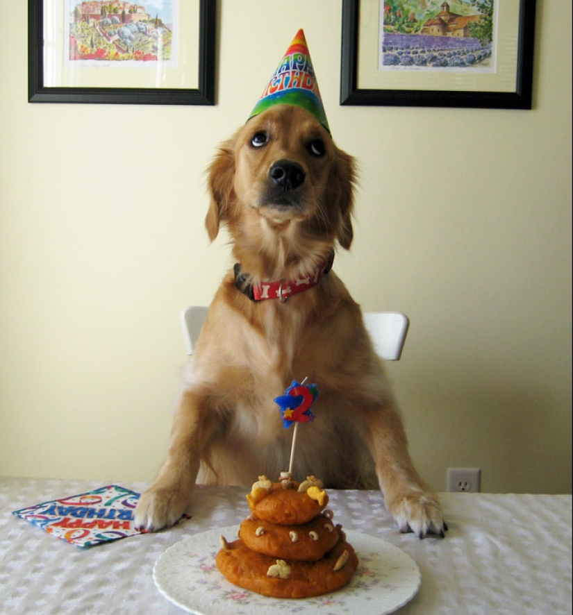 22 fotos lindas de perros en su cumpleaños que te divertirán