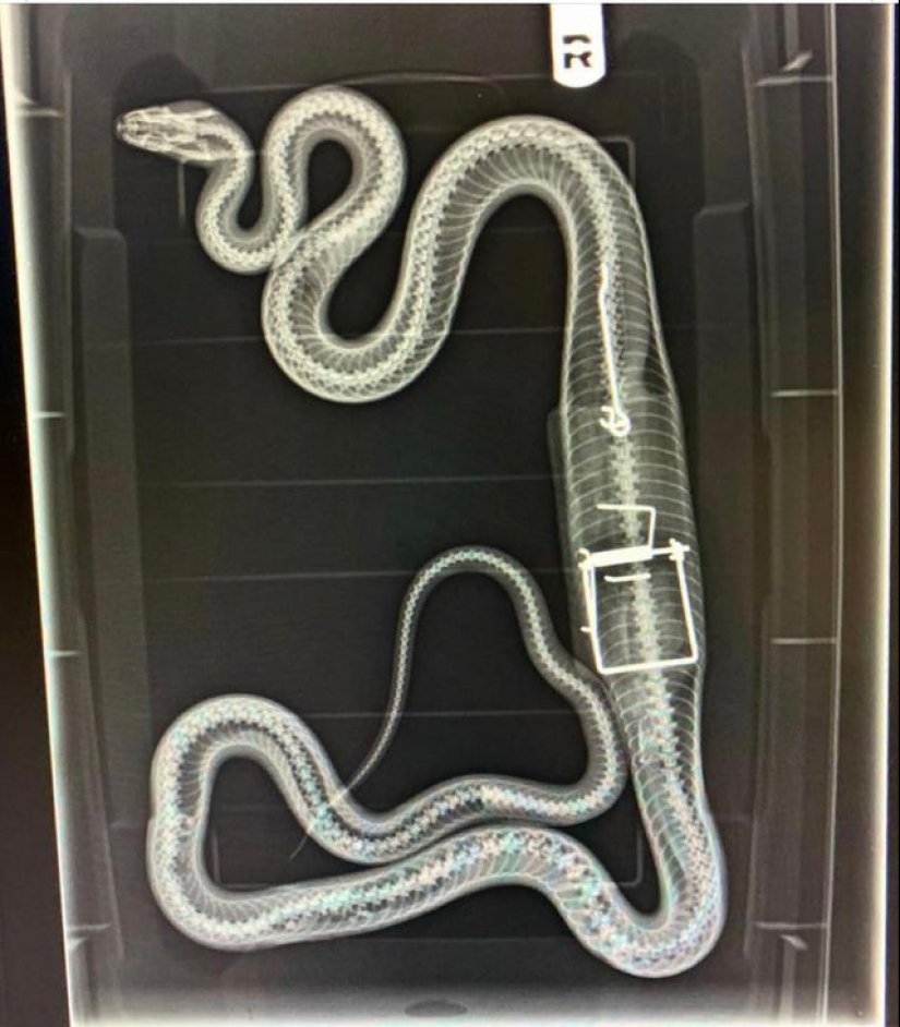 22 fotos que representan cosas increíbles que realmente existen