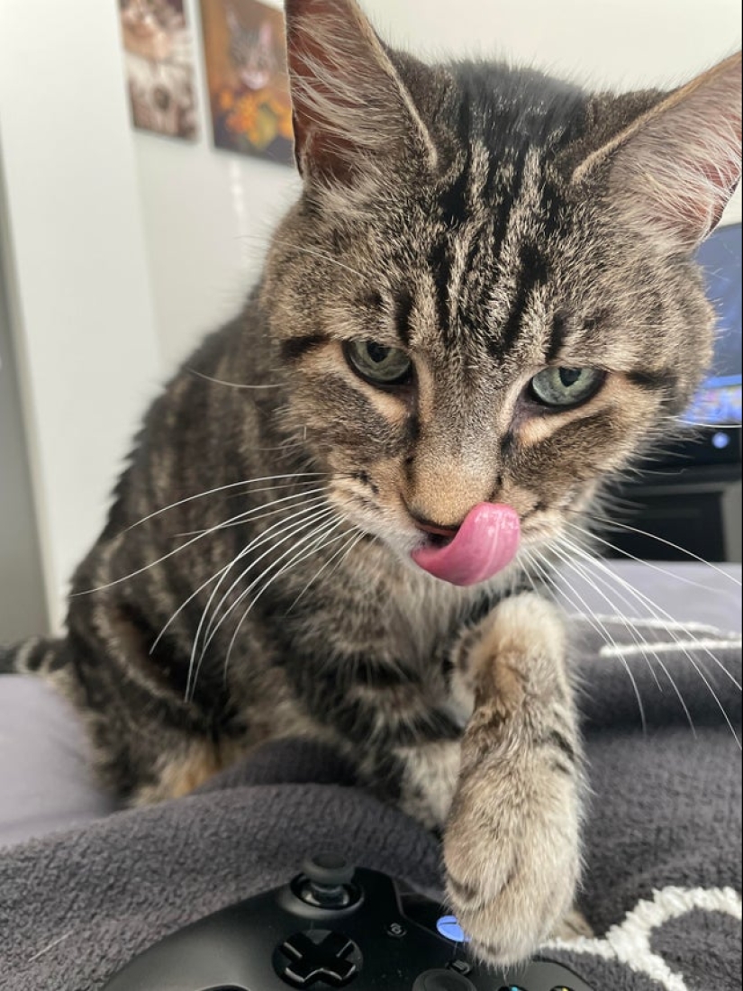 22 fotos tomadas en el momento más oportuno 22 fotos tomadas en el momento más oportuno