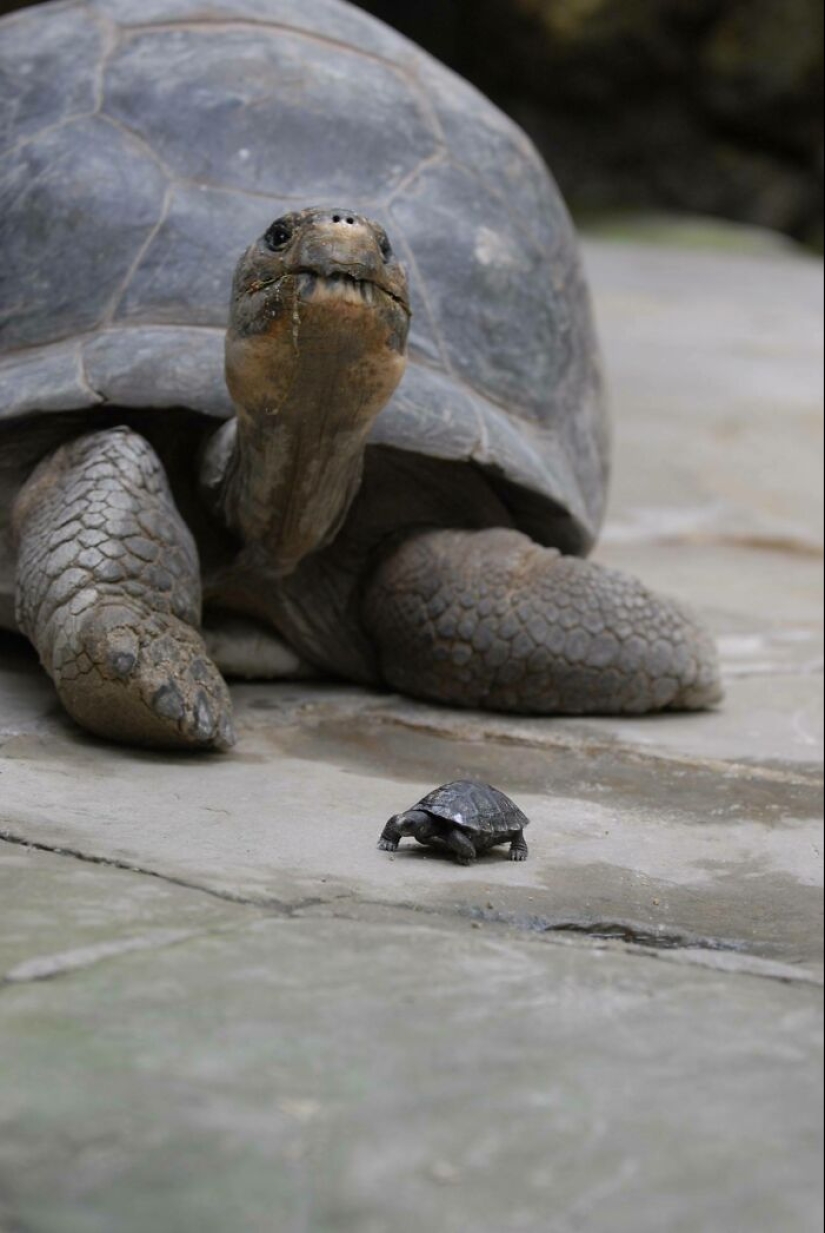 22 fotos, una vez más demostrando que todo es conocido en comparación