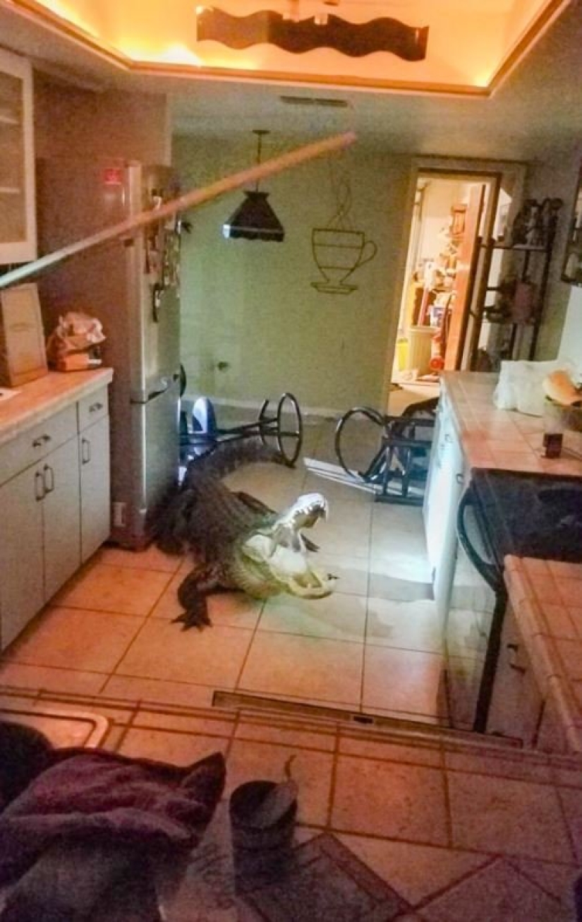 22 fracasos épicos en la cocina, o Cómo no engordar de la comida casera 22 fracasos épicos en la cocina, o Cómo no engordar de la comida casera