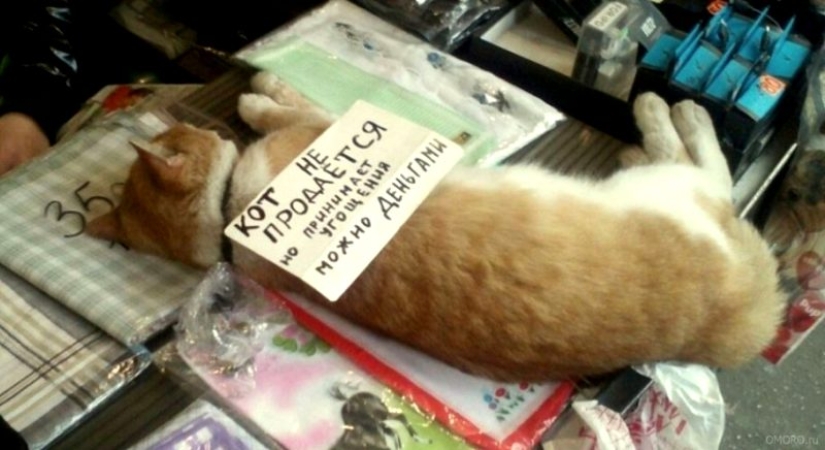 22 funny and strange advertisements from market stalls