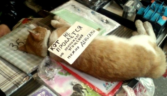 22 funny and strange advertisements from market stalls