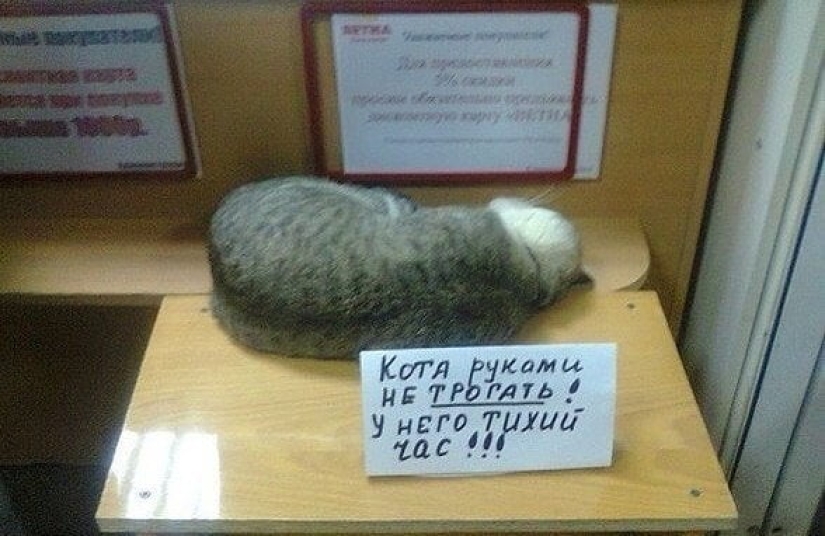 22 Funny Announcements and Notes Written Especially for Cats