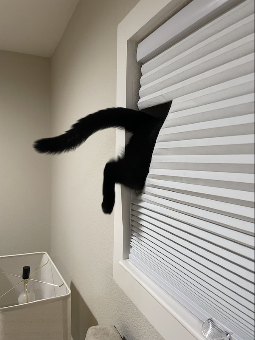 22 funny photos of animals that do whatever they want