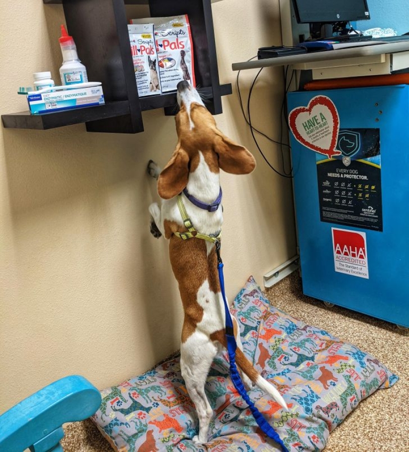 22 funny photos of animals that do whatever they want