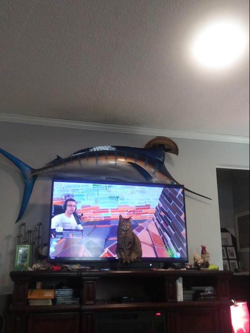 22 funny photos of animals that do whatever they want