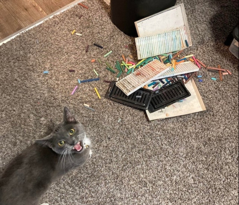 22 funny photos of animals that do whatever they want