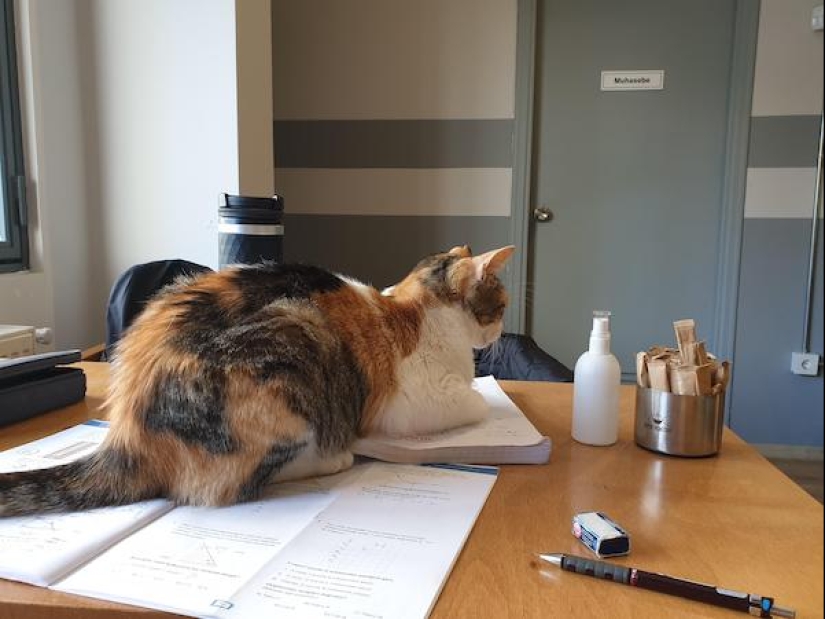 22 funny photos of animals that do whatever they want