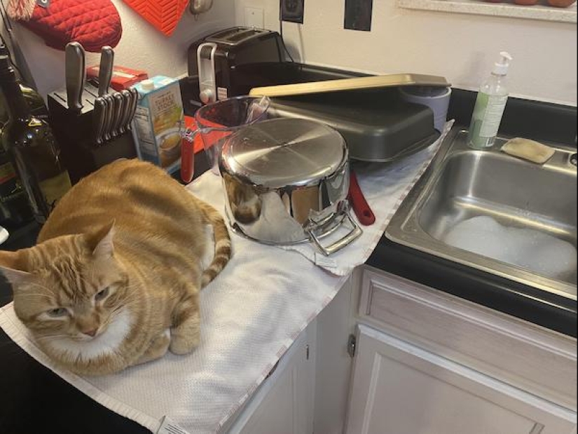 22 funny photos of animals that do whatever they want