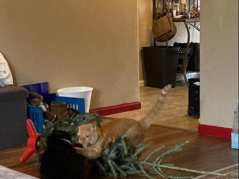 22 funny photos of animals that do whatever they want