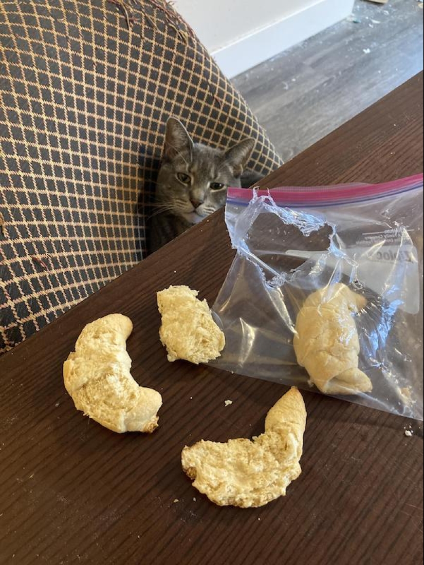 22 funny photos of animals that do whatever they want