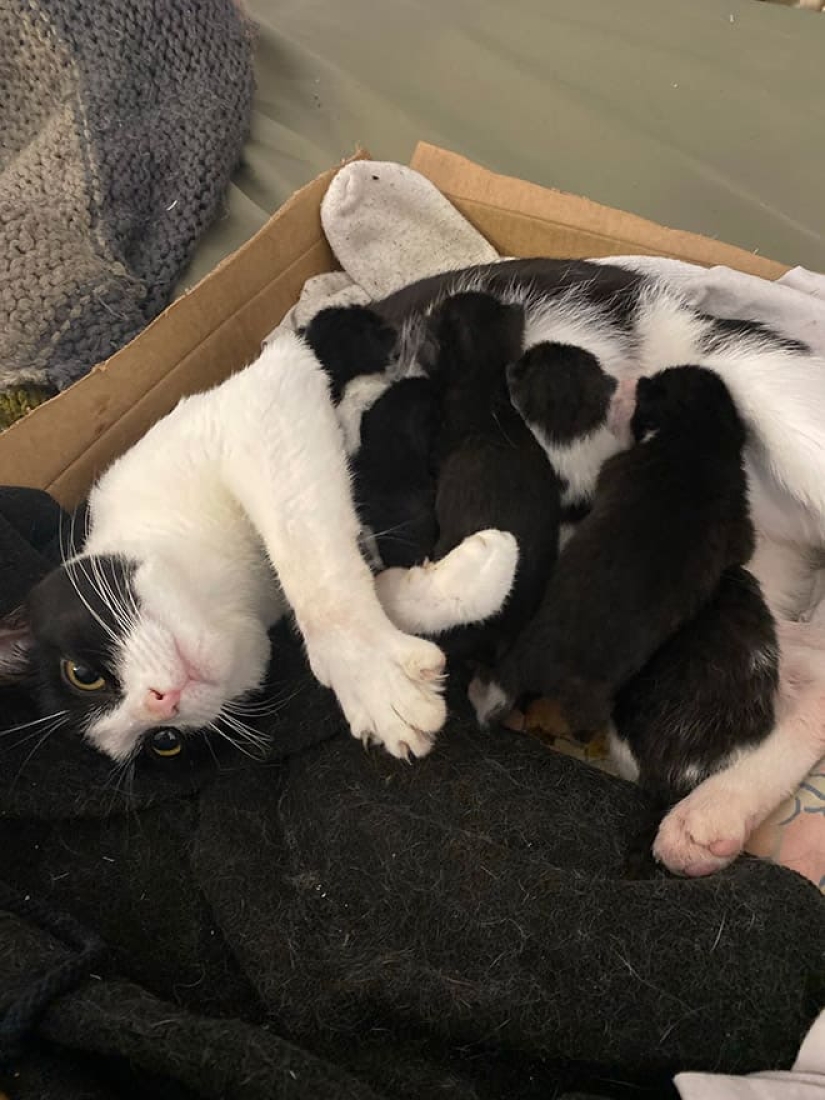 22 funny photos of cats who can't stand snow