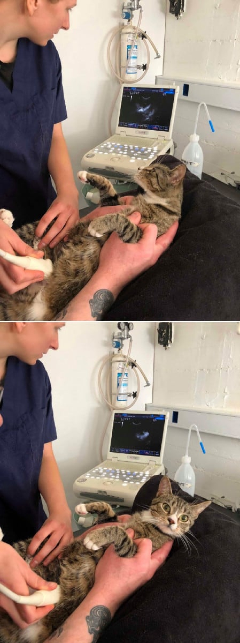 22 funny photos of cats who can't stand snow