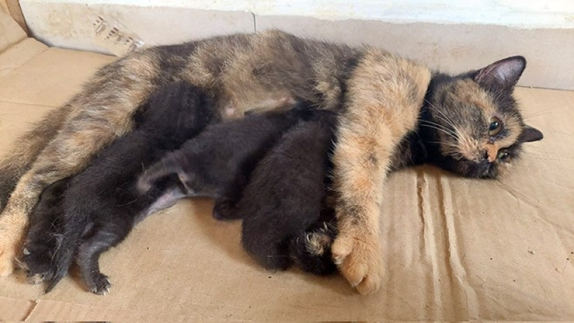 22 funny photos of cats who can't stand snow