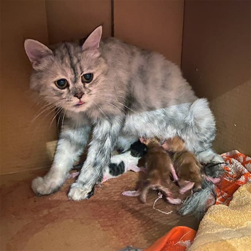 22 funny photos of cats who can't stand snow