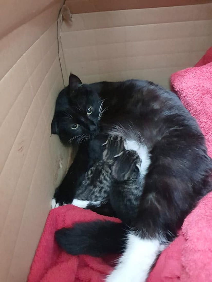 22 funny photos of cats who can't stand snow