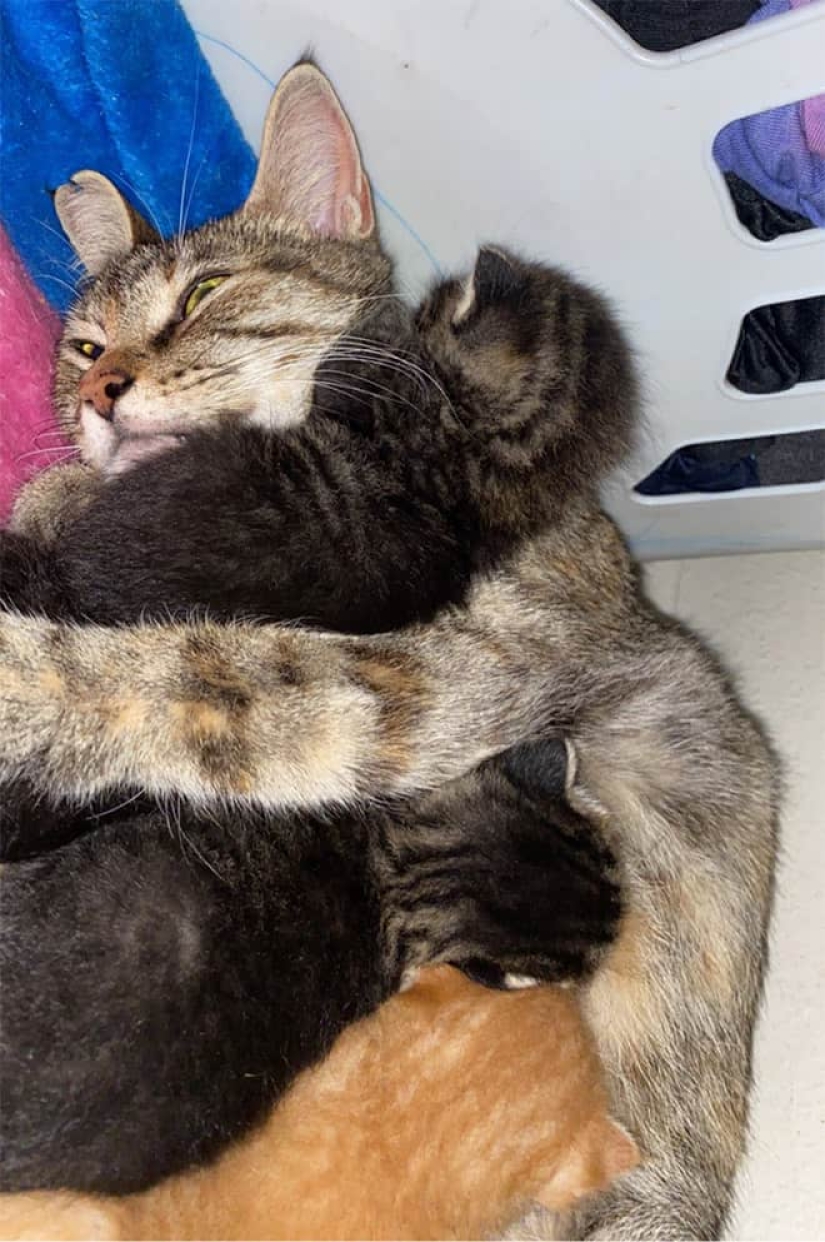 22 funny photos of cats who can't stand snow