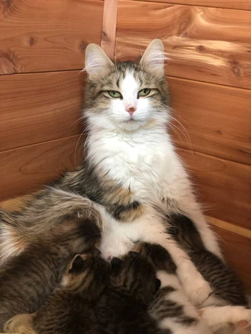 22 funny photos of cats who can't stand snow