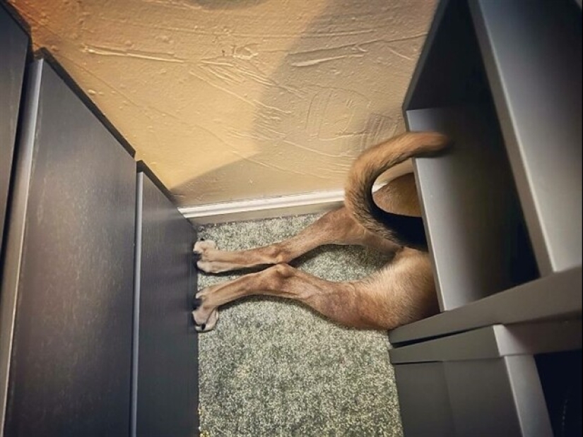 22 funny photos of pets who thought they were hiding 22 funny photos of pets who thought they were hiding