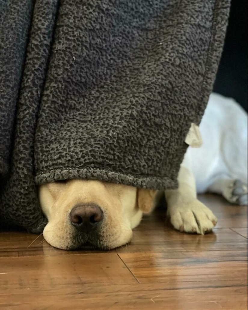 22 funny photos of pets who thought they were hiding 22 funny photos of pets who thought they were hiding