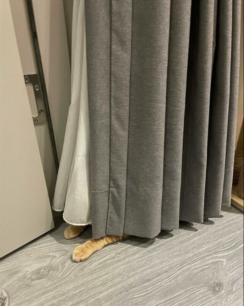 22 funny photos of pets who thought they were hiding 22 funny photos of pets who thought they were hiding