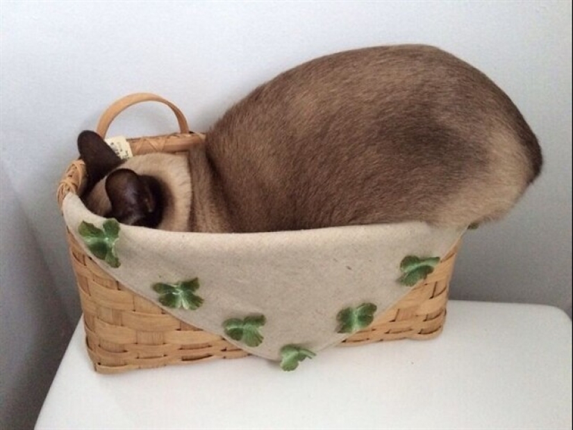 22 funny photos of pets who thought they were hiding 22 funny photos of pets who thought they were hiding