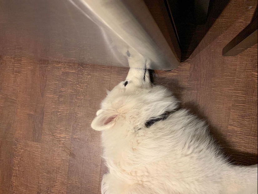 22 funny photos of pets who thought they were hiding 22 funny photos of pets who thought they were hiding