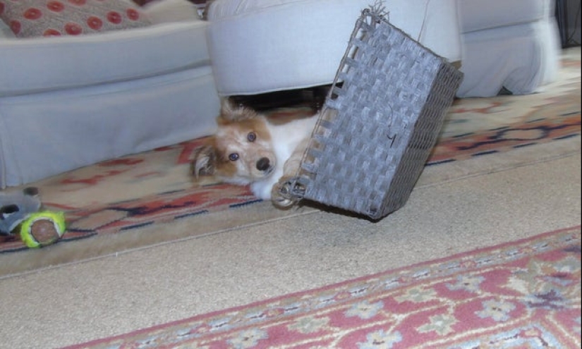 22 funny photos taken at the right moment