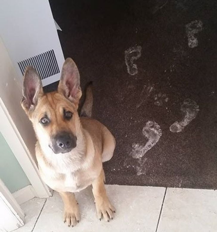 22 funny photos that demonstrate the original children's logic in all its glory