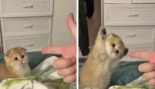 22 gatos en los que el instinto de caza de repente se despertó, pero se olvidaron de cómo hacerlo