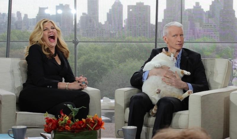 22 gatos gordos que están garantizados para animarte 22 gatos gordos que están garantizados para animarte