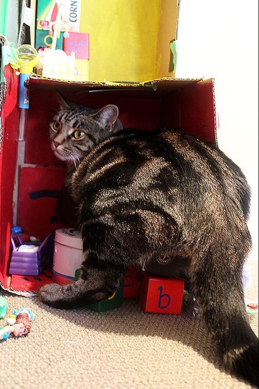 22 gatos gordos que están garantizados para animarte 22 gatos gordos que están garantizados para animarte