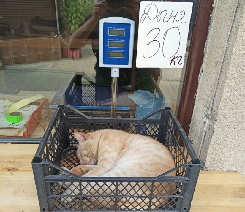 22 gatos que, como nadie más, saben cómo encontrar un lugar acogedor