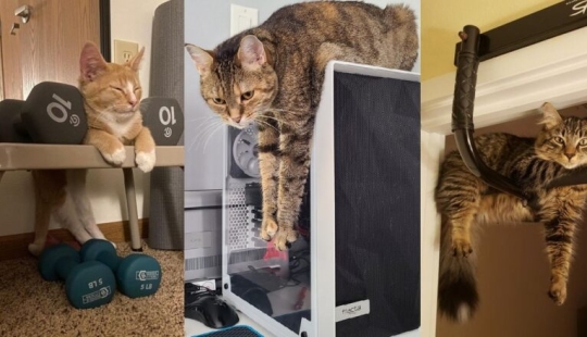 22 gatos que, como nadie más, saben cómo encontrar un lugar acogedor 22 gatos que, como nadie más, saben cómo encontrar un lugar acogedor