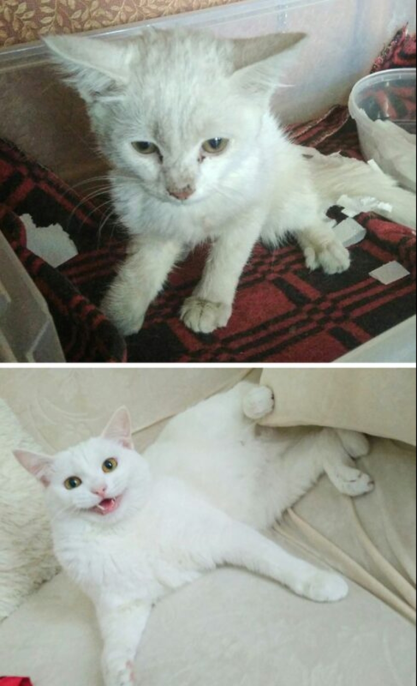 22 grateful pets who found happiness in a new family 22 grateful pets who found happiness in a new family