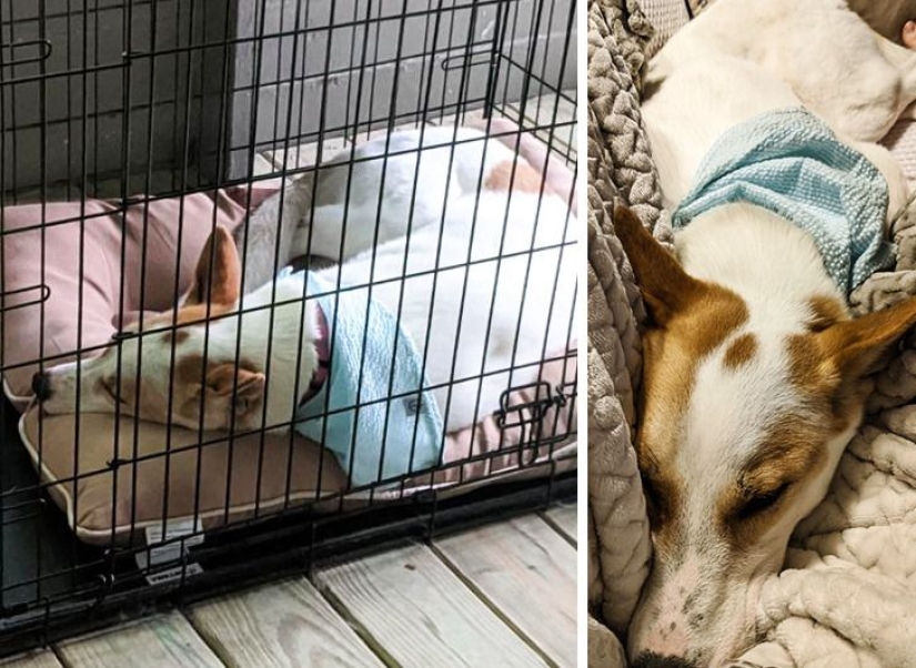 22 grateful pets who found happiness in a new family 22 grateful pets who found happiness in a new family