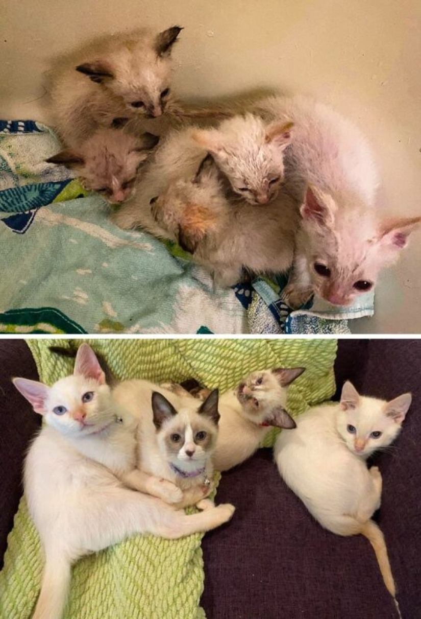 22 grateful pets who found happiness in a new family 22 grateful pets who found happiness in a new family