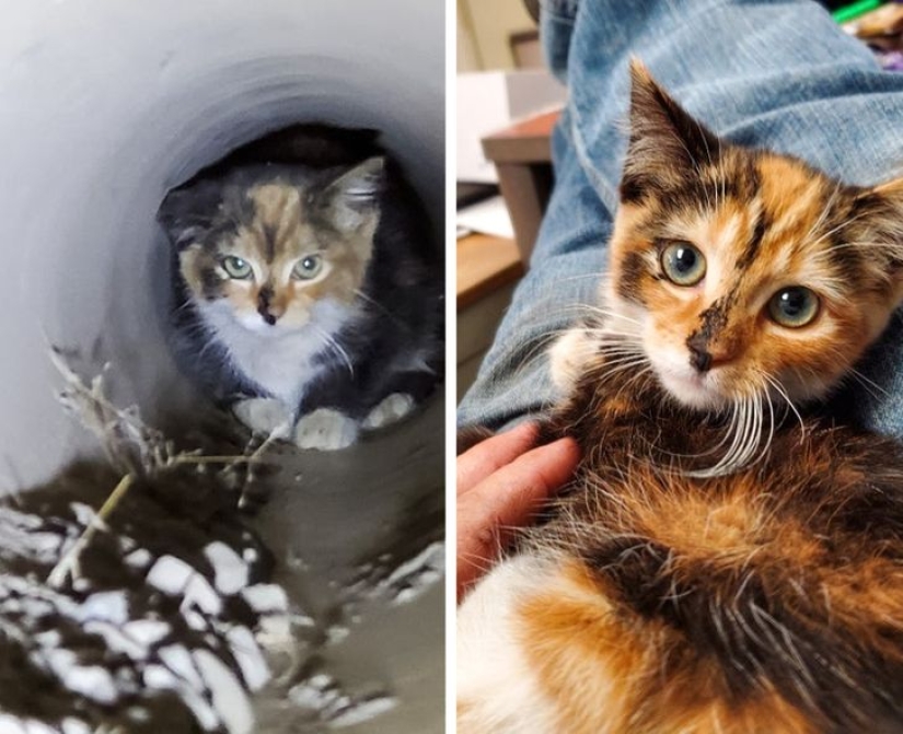 22 grateful pets who found happiness in a new family 22 grateful pets who found happiness in a new family