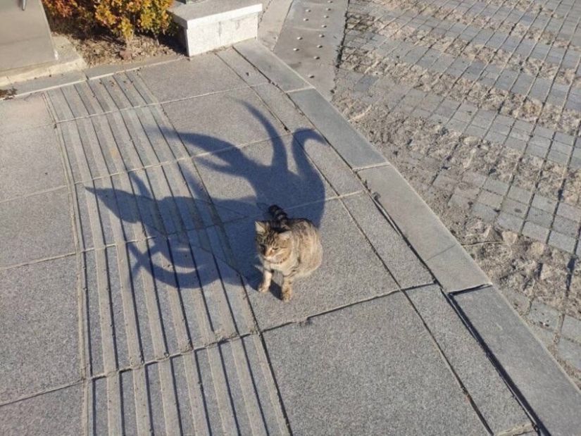 22 hermosos ejemplos del juego de luces y sombras