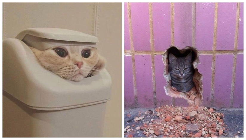 22 hilarious photos of simple feline everyday life