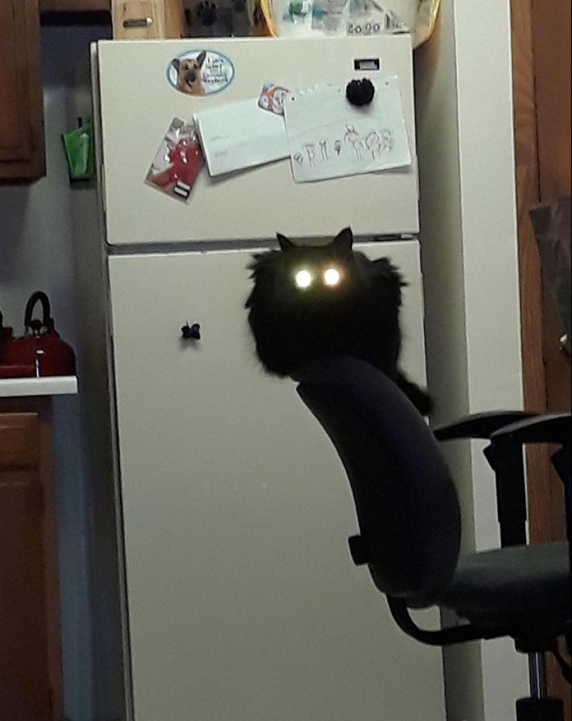 22 hilarious photos of simple feline everyday life